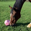 Jouet à rouler cheval Drop Feeder La Gée