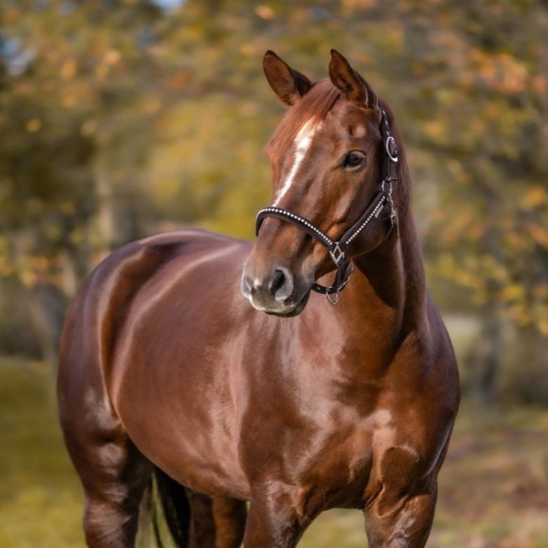 Licol cheval nylon matelassé Crystal - Waldhausen