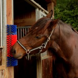 Brosse murale de grattage chevaux