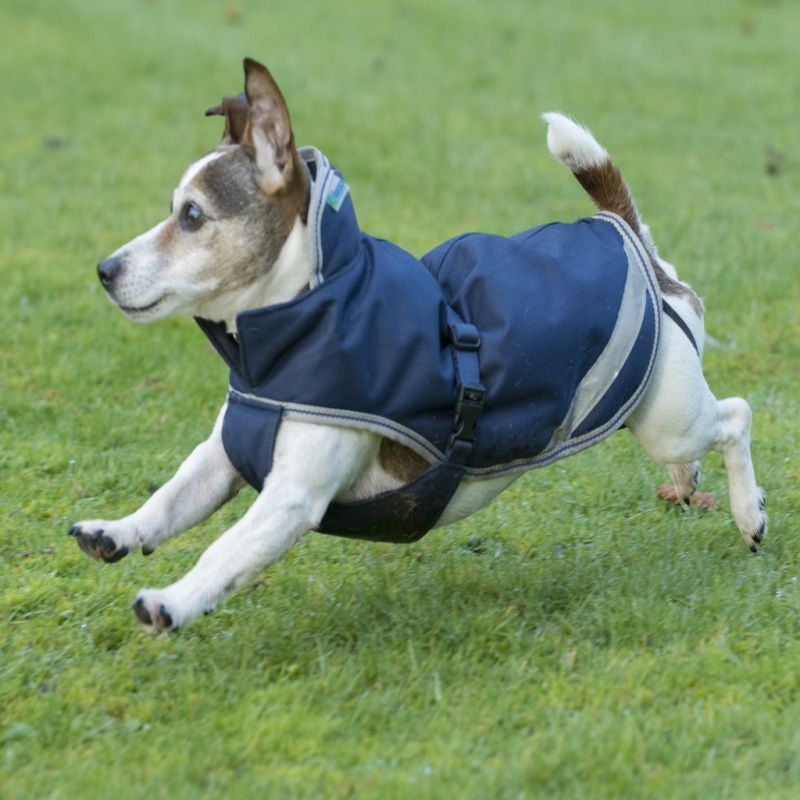 Manteau imperméable pour chien Amigo Dog Rug bleu Horseware