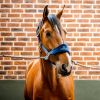 Licol cheval Grooming Signature - Horseware