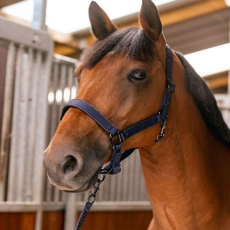 Licol et longe cheval Hansy - Harcour